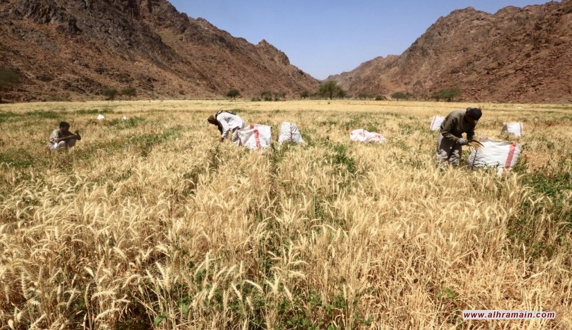 نيوم: مدينة الحلم الدامية لمحمد بن سلمان